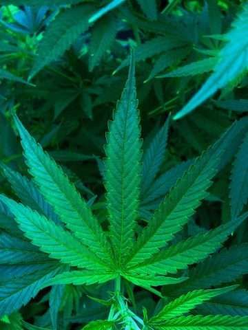 哈麻批南北差异对比记录：两套换季装备并排陈列的俯拍画面
